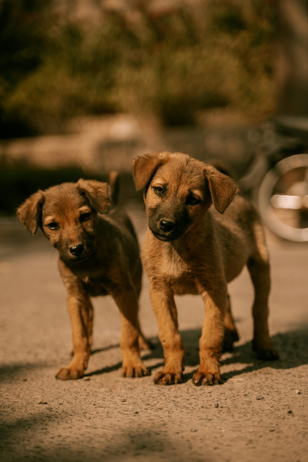"Stray Dogs" Featured image of a short story on BooksPoetry&More